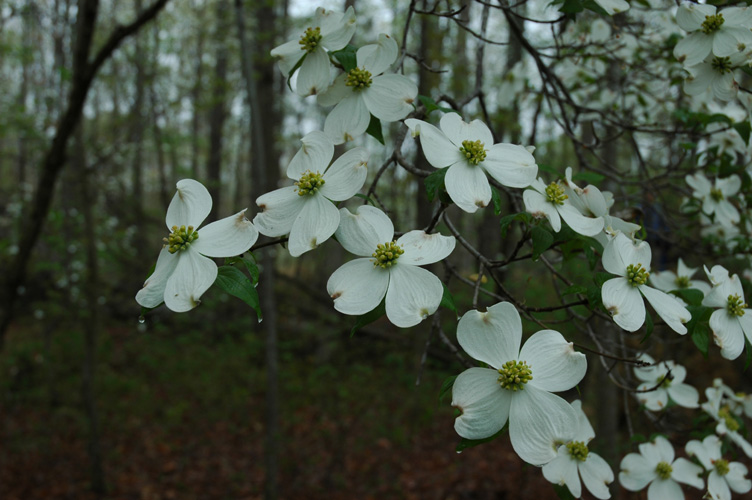 Mineral Springs Plantation Spring Tour by Pamela Ulans