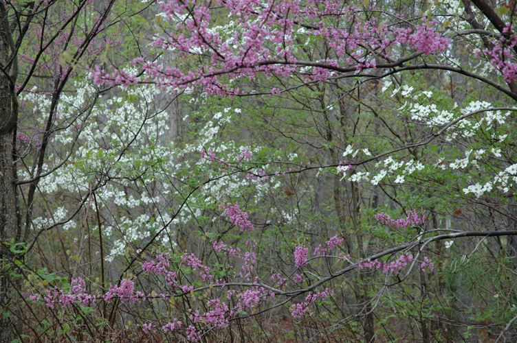 Mineral Springs Plantation Spring Tour by Pamela Ulans